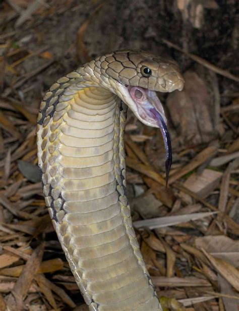 A snake’s tongue contains a series of grooves on its surface that allow it to collect chemical particles from its environment. These particles can be analyzed by a structure called Jacobson’s Organ, located inside the snake’s mouth. This organ helps snakes identify food and mates, as well as detect predators. It has been hypothesized that ...